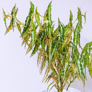 秋刀鱼秋海棠竹节类阳台室外室内客厅桌面绿植盆栽观叶赏花植物彩