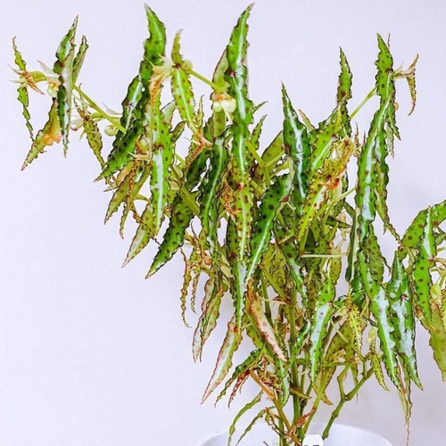 秋刀鱼秋海棠竹节类阳台室外室内客厅桌面绿植盆栽观叶赏花植物彩