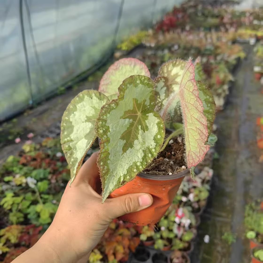 光灿秋海棠蟆叶类阳台室外室内客厅桌面绿植盆栽观叶赏花植物