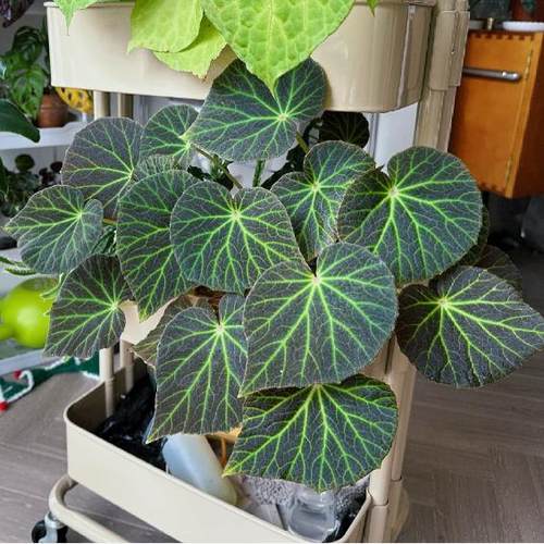 绿洲秋海棠蟆叶类  室内网红盆栽丝型福寿植物鸟观叶赏花盆栽花卉