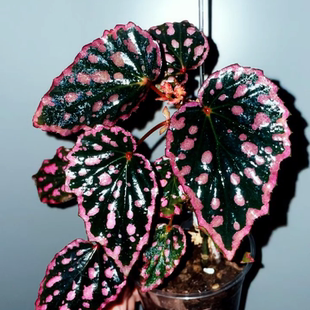 红果果/蓝玻璃秋海棠雨林缸闷养品种观叶赏花盆栽桌面小盆栽