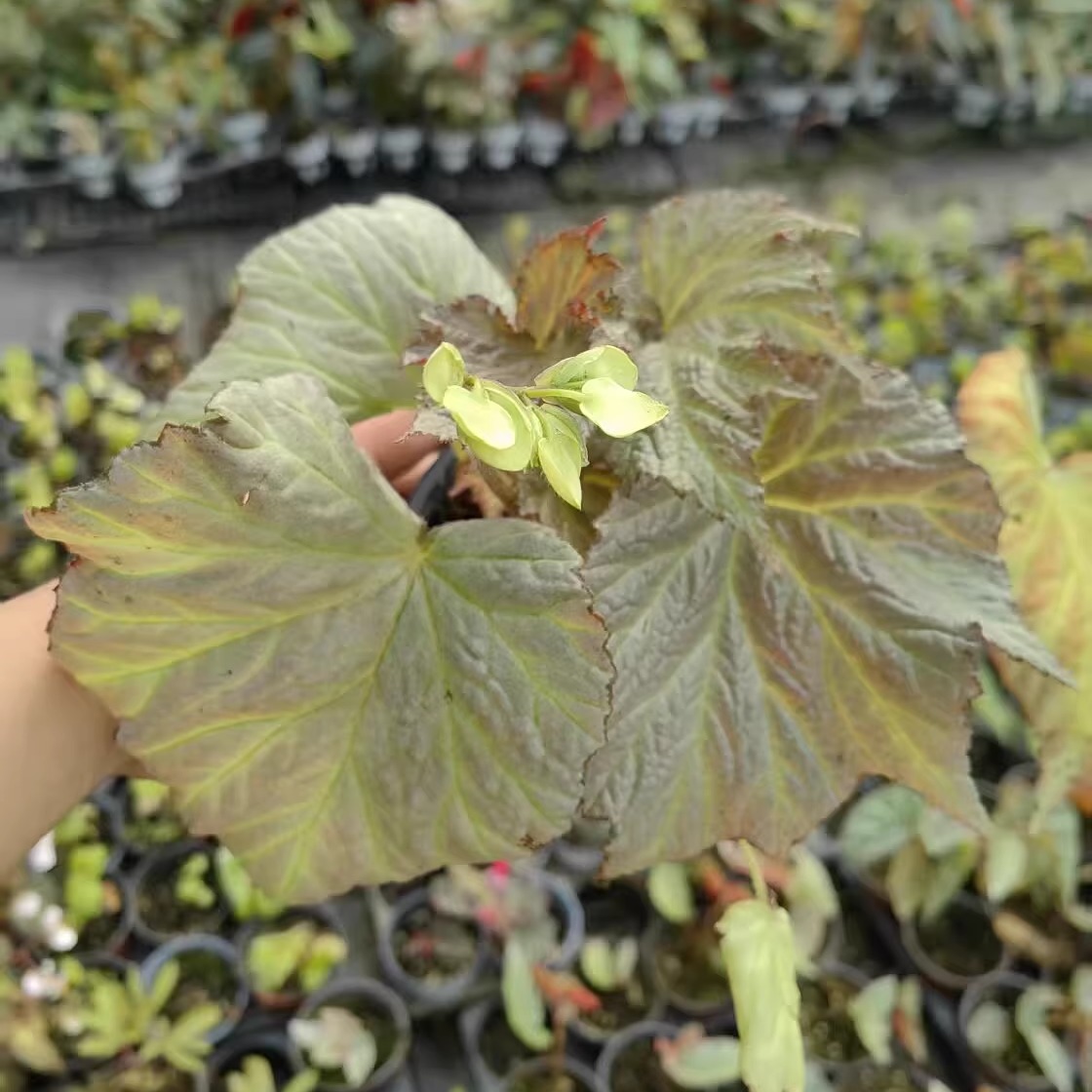 镀银秋海棠蟆叶类阳台室外室内客厅桌面绿植盆栽观叶赏花植物