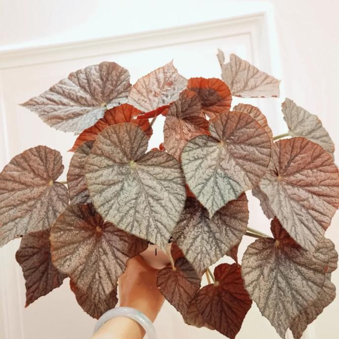 海市蜃楼/幻象蟆叶秋海棠   网红盆栽高端观叶植物蓝孔雀  DS系列