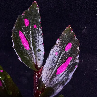 细叶女王秋海棠蟆叶类竹节类室内网红盆栽闷养品种观叶赏花盆栽