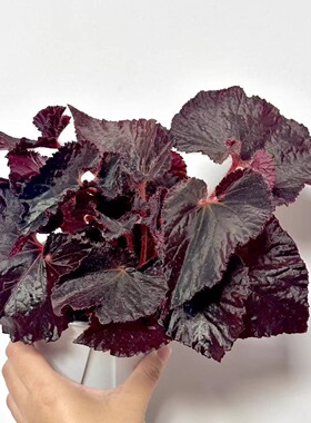 红包秋海棠蟆叶类阳台室外室内客厅桌面绿植盆栽观叶赏花植物