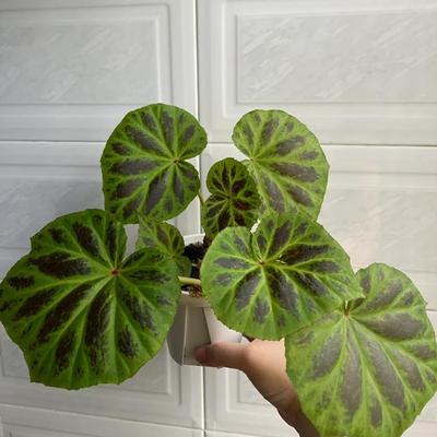 普罗贝亚秋海棠蟆叶类室内网红盆栽丝型福寿植物鸟观叶赏花盆栽花