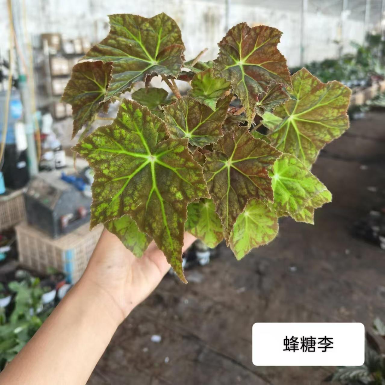 蜂糖李蟆叶秋海棠    网红盆栽火烈鸟高端观叶植物蓝孔雀  DS系列