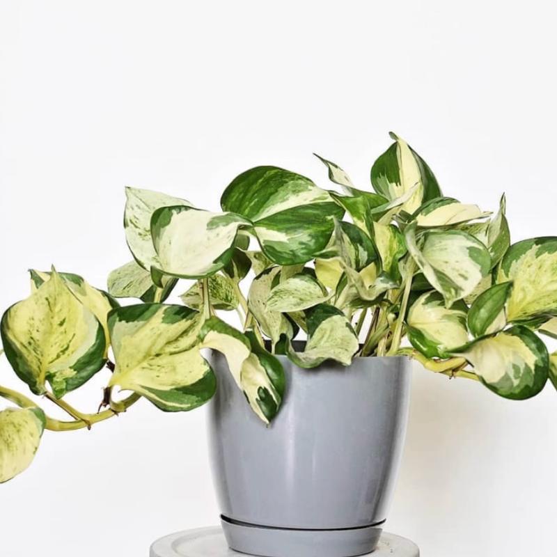 快乐叶子油画绿萝进口网红观叶植物垂吊爬藤室内客厅阳台净化空气