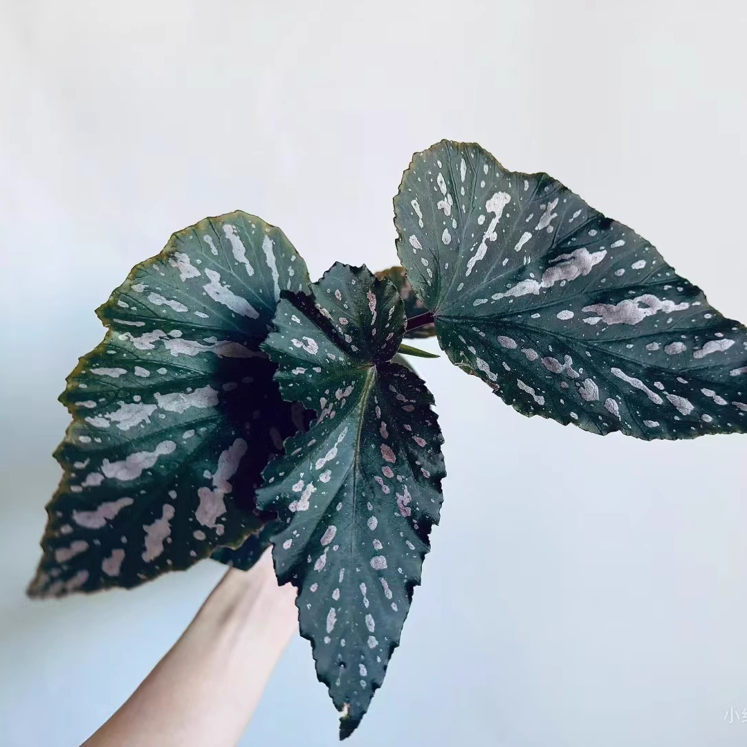 星河秋海棠竹节类阳台室外室内客厅桌面绿植盆栽观叶赏花植物