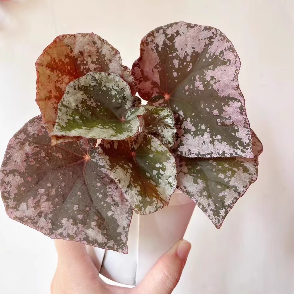 巧克力牛奶秋海棠蟆叶类阳台室外室内客厅绿植盆栽观叶赏花植物