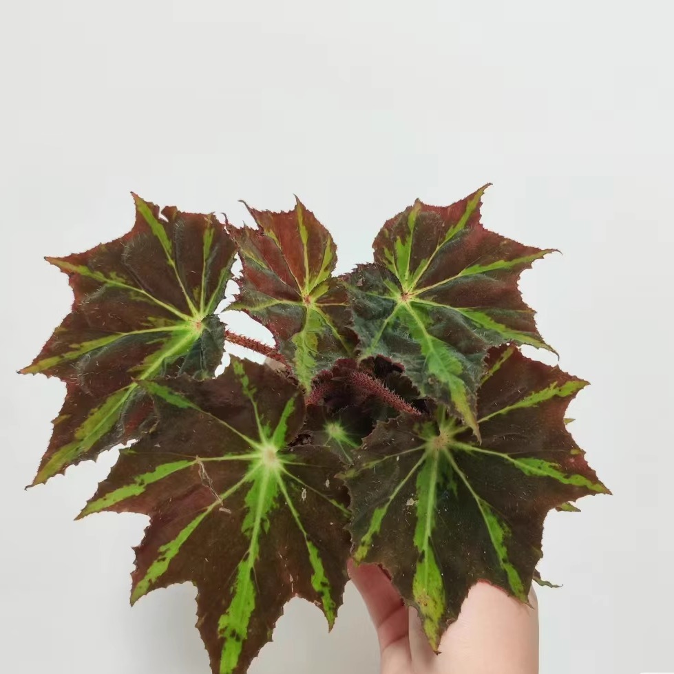 镭射舞台秋海棠蟆叶类阳台室外室内客厅桌面绿植盆栽观叶赏花植物