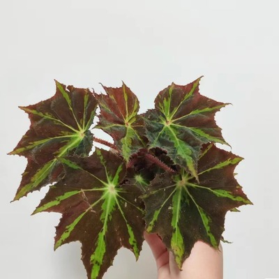 镭射舞台秋海棠蟆叶类阳台室外室内客厅桌面绿植盆栽观叶赏花植物