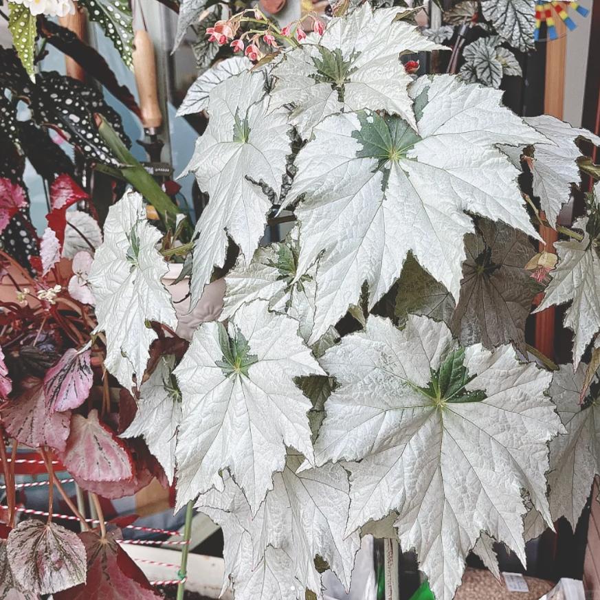 假日雪花秋海棠蟆叶类  室内网红盆栽丝型福寿植物鸟观叶赏花盆栽