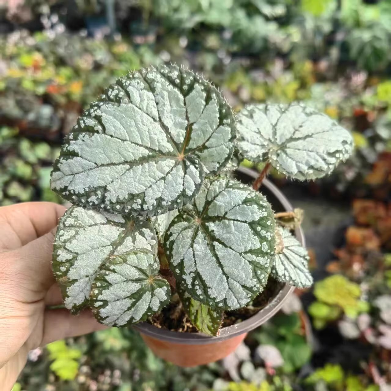 紫莺之舞秋海棠蟆叶类阳台室外室内客厅桌面绿植盆栽观叶赏花植物