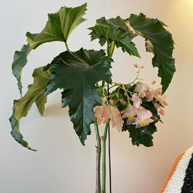 容若秋海棠盆栽  竹节类  室内彩叶芋海芋海棠花观叶水培植物热植
