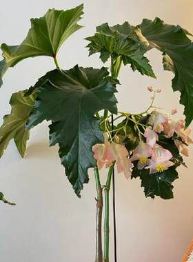 容若秋海棠盆栽  竹节类  室内彩叶芋海芋海棠花观叶水培植物热植