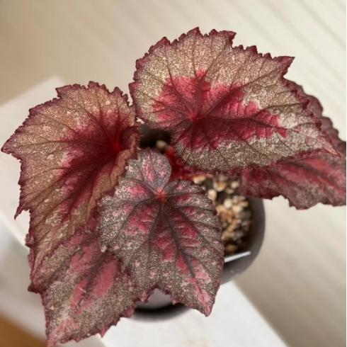 DS女人的武器秋海棠室内网红盆栽丝型福寿植物鸟观叶赏花盆栽花卉