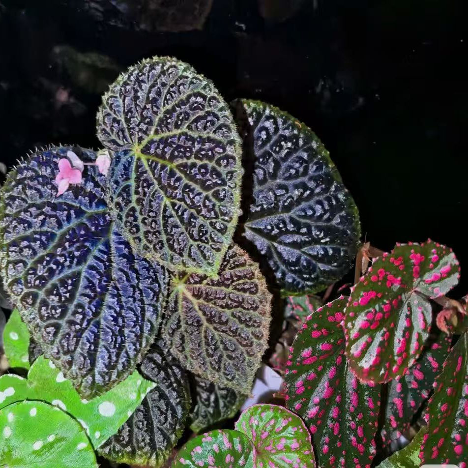 黑山秋海棠蟆叶室内网红盆栽丝型福寿植物鸟观叶赏花盆栽花卉