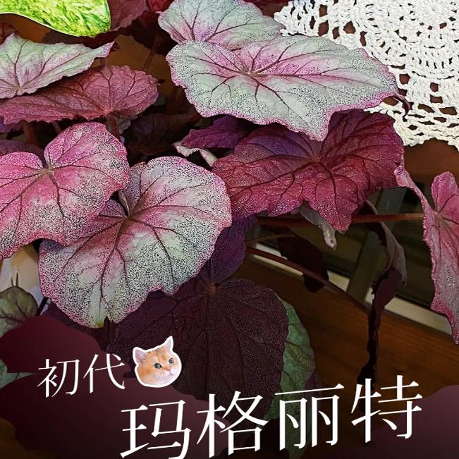 初代玛格丽特蟆叶秋海棠  网红盆栽高端观叶植物蓝孔雀DS系列孔雀