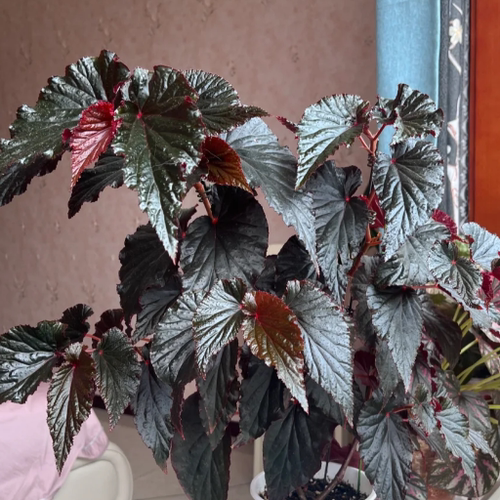 阿拉伯日落秋海棠盆栽竹节类  室内彩叶芋海芋海棠花观叶水培植物