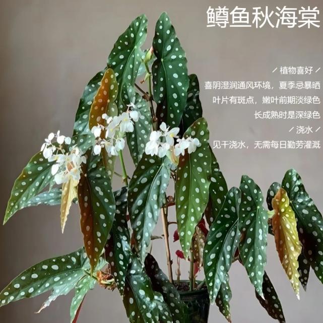 鳟鱼秋海棠盆栽  竹节类  室内彩叶芋海芋海棠花观叶水培植物热植
