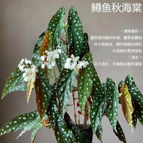 鳟鱼秋海棠盆栽  竹节类  室内彩叶芋海芋海棠花观叶水培植物热植