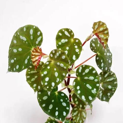 柔浩秋海棠竹节类阳台室外室内客厅桌面绿植盆栽观叶赏花植物多彩