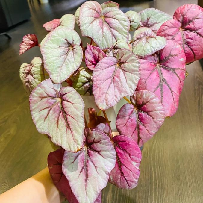 印加之火秋海棠蟆叶类  室内网红盆栽龙川萤火银伊度观叶赏花盆栽