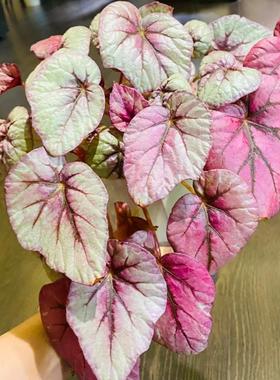 印加之火秋海棠蟆叶类  室内网红盆栽龙川萤火银伊度观叶赏花盆栽