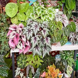蟆叶秋海棠合集三 室内网红盆栽龙川萤火银伊度观叶赏花盆栽花卉