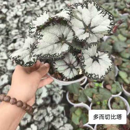 多切尔比塔蟆叶秋海棠  网红盆栽火烈鸟高端观叶植物蓝孔雀DS系列