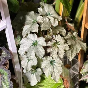 微风胭脂秋海棠蟆叶室内网红盆栽龙川萤火银伊度观叶赏花盆栽花卉