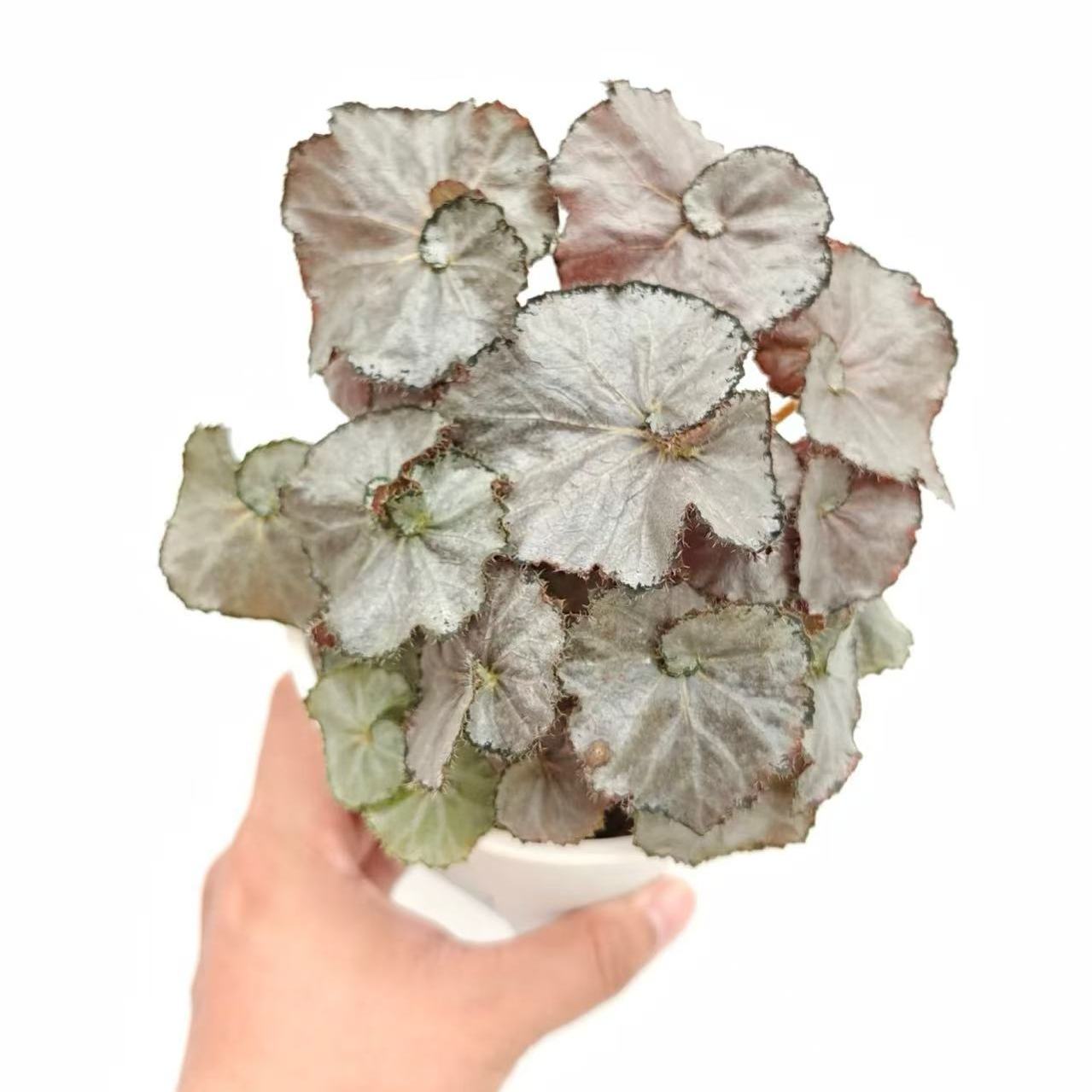 一元硬币秋海棠蟆叶室内网红盆栽丝型福寿植物鸟观叶赏花盆栽花卉