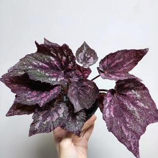 玛格丽特蟆叶秋海棠室内网红盆栽龙川萤火银伊度观叶赏花盆栽花卉