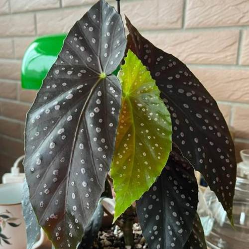 沙姆玫瑰秋海棠盆栽  竹节类  室内彩叶芋海芋海棠花观叶水培植物