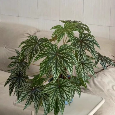 鹰狮秋海棠蟆叶类阳台室外室内客厅桌面绿植盆栽观叶赏花植物