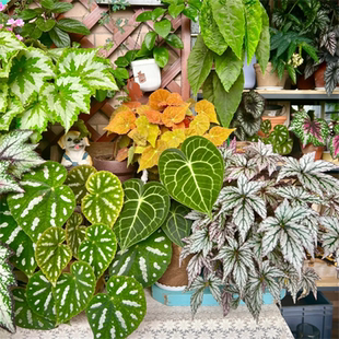 蟆叶秋海棠合集四 室内网红盆栽龙川萤火银伊度观叶赏花盆栽花卉