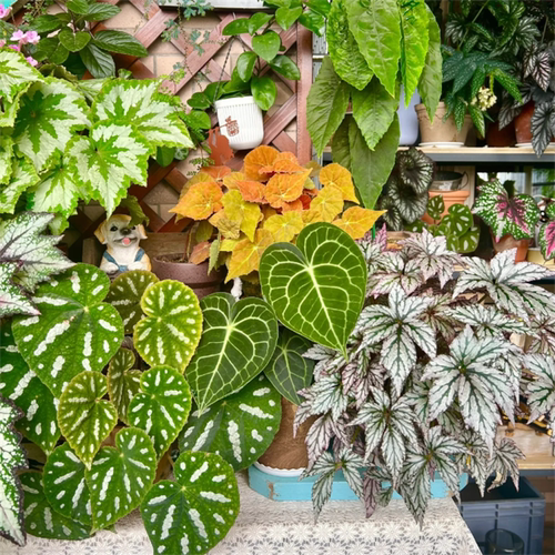 蟆叶秋海棠合集四 室内网红盆栽龙川萤火银伊度观叶赏花盆栽花卉