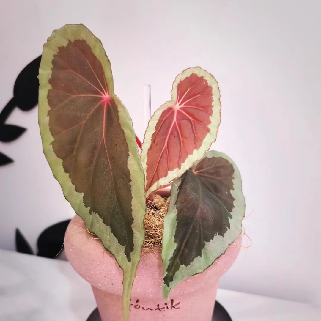 青蜂侠秋海棠蟆叶类竹节类室内网红盆栽闷养品种观叶赏花盆栽