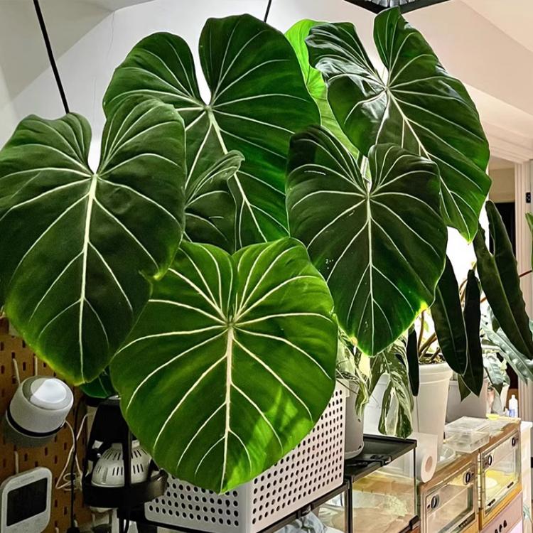 明脉蔓绿绒植物集水培观叶南美雨林 ins风热植室内阳台桌面盆栽花