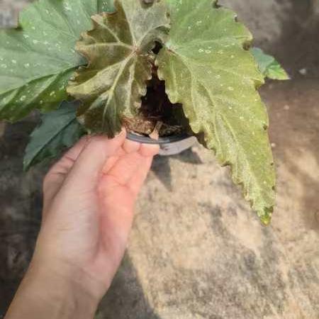 新品银雾秋海棠竹节类阳台室外室内客厅桌面绿植盆栽观叶赏花多彩