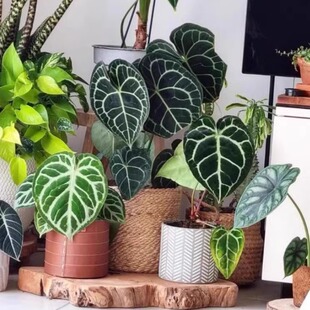 水晶花烛盾叶奢华火鹤后王铜锣烧撕裂纹植物盆栽室内好养克莱恩