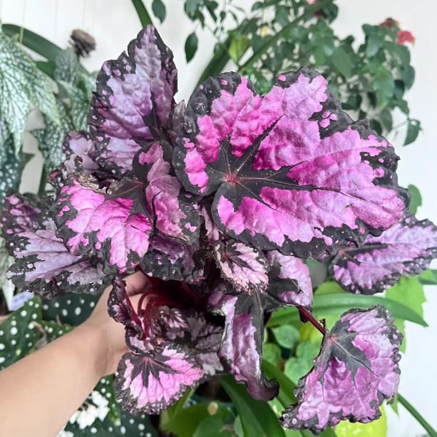 天外来客秋海棠蟆叶类网红盆栽