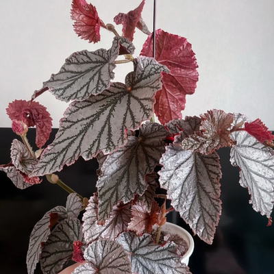阿雅秋海棠盆栽竹节类室内彩叶芋海芋海棠花观叶水培植物室内热植