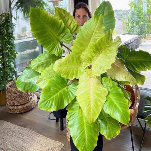 雪堆蔓绿绒绒植物集水培观叶南美雨林 ins风热植室内阳台桌面盆栽