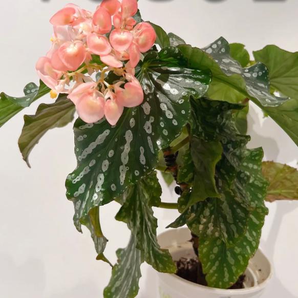 吉姆沃恩森秋海棠竹节类阳台室外室内客厅桌面绿植盆栽观叶赏花植