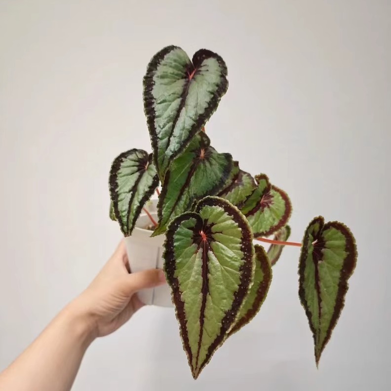 绿伊度秋海棠蟆叶类阳台室外室内客厅桌面绿植盆栽观叶赏花植物