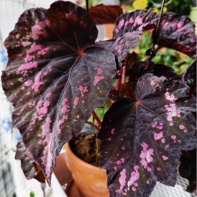 夜店焰火秋海棠蟆叶类  室内网红盆栽龙川萤火银伊度观叶赏花盆栽