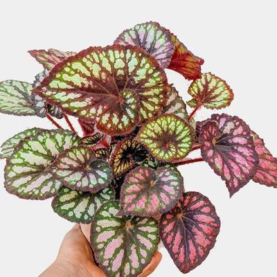 摩天轮秋海棠蟆叶类室内网红盆栽丝型福寿植物鸟观叶赏花盆栽花卉