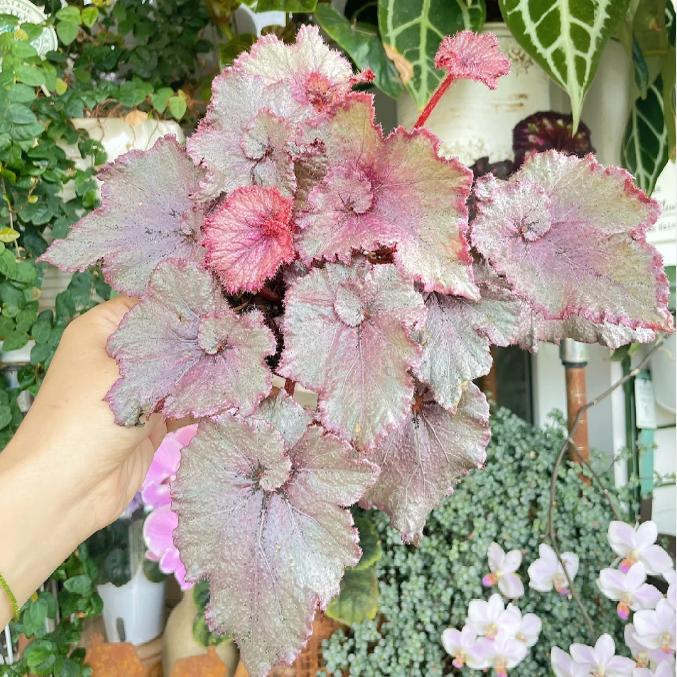 DS果酱蟆叶秋海棠  室内网红盆栽白蜗牛火烈鸟高端观叶植物蓝孔雀